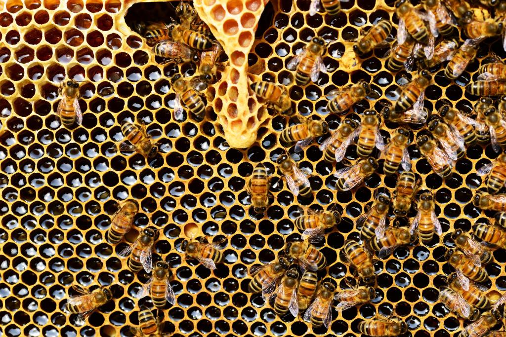 Bee Honey As Medicine